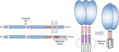 Rapid Response Subunit Vaccine Design in the Absence of Structural Information